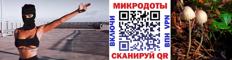 Псилоцибиновые грибы Cubensis  Сокол 